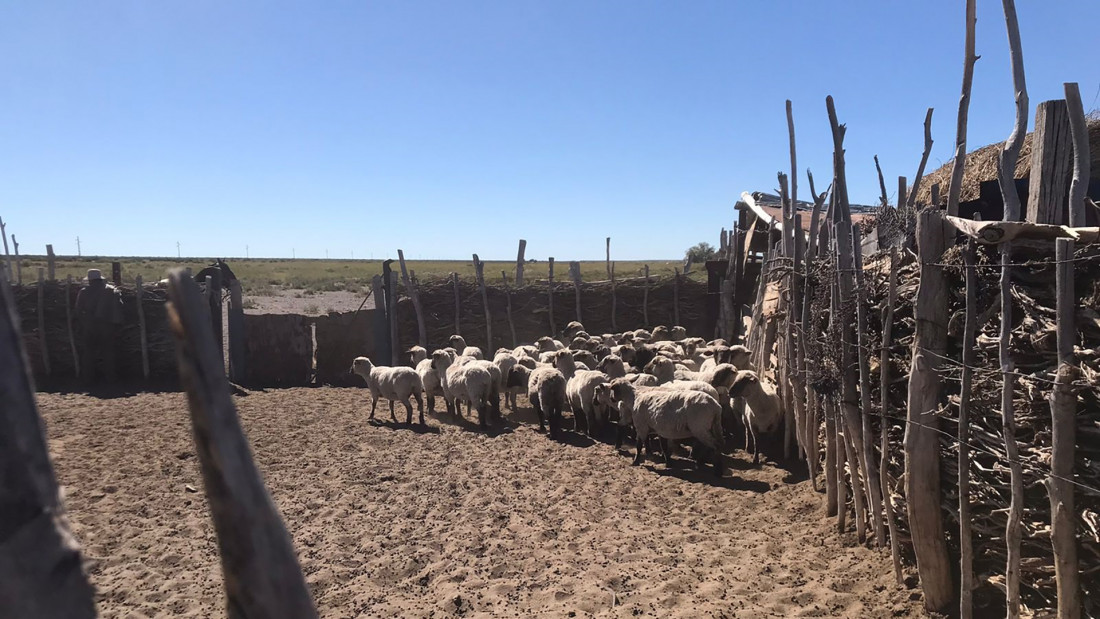 El Gobierno lanza un "bono verde" para potenciar la ganadería en Mendoza