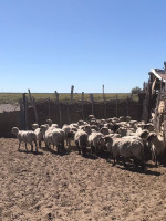 El Gobierno lanza un "bono verde" para potenciar la ganadería en Mendoza