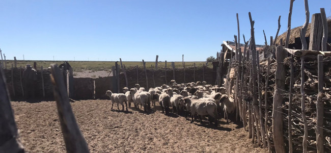 El Gobierno lanza un "bono verde" para potenciar la ganadería en Mendoza