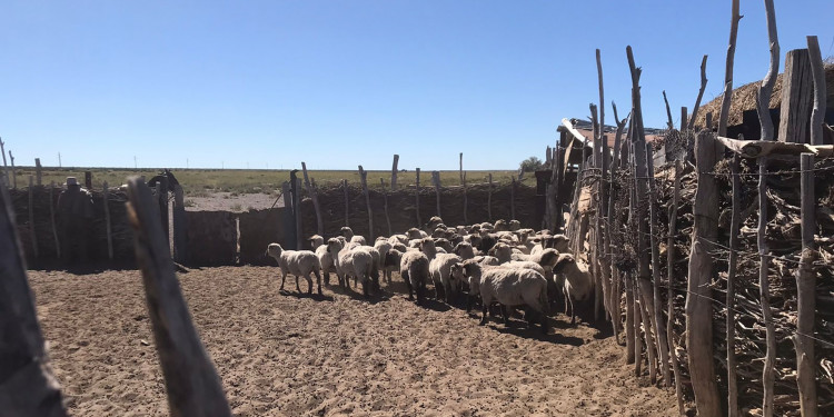 El Gobierno lanza un "bono verde" para potenciar la ganadería en Mendoza