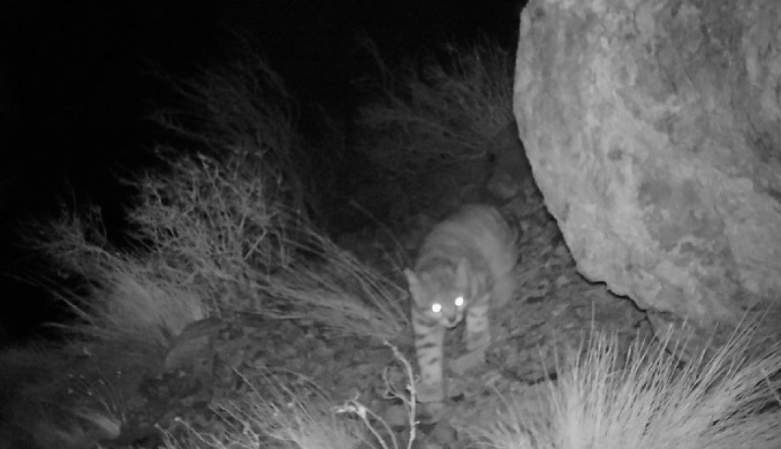 Cómo fue el proceso para el avistaje inédito de un gato andino en Uspallata