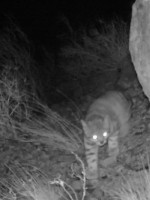 Cómo fue el proceso para el avistaje inédito de un gato andino en Uspallata