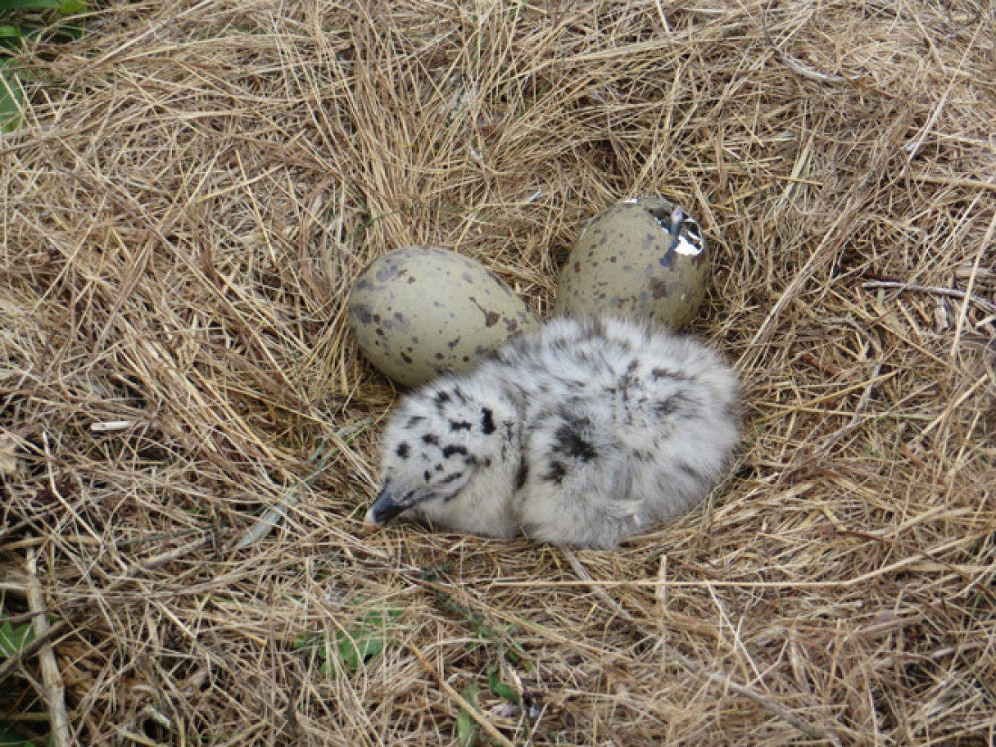 Por qué los huevos de las aves son ovalados