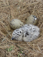 Por qué los huevos de las aves son ovalados