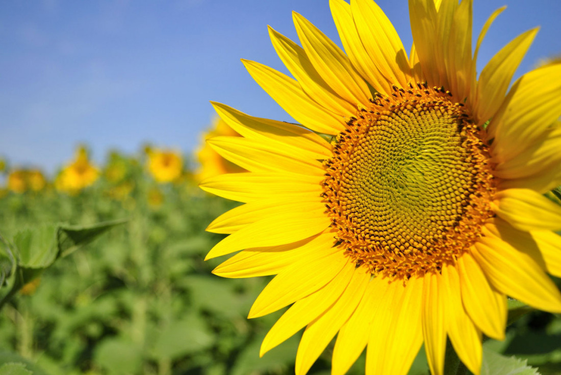 Girasoles inteligentes: las flores se inclinan para evitar la sombra del vecino