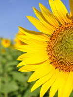 Girasoles inteligentes: las flores se inclinan para evitar la sombra del vecino