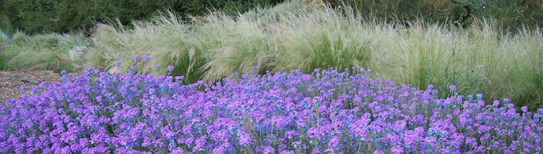 Herbáceas en el paisajismo de zonas áridas