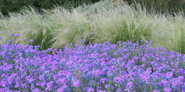 Herbáceas en el paisajismo de zonas áridas