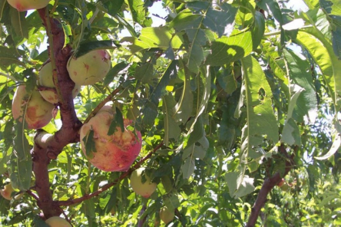 Declararon emergencia agropecuaria para Mendoza