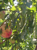 Declararon emergencia agropecuaria para Mendoza