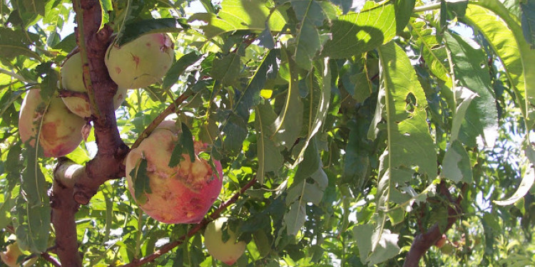 Quieren la emergencia agropecuaria en Mendoza