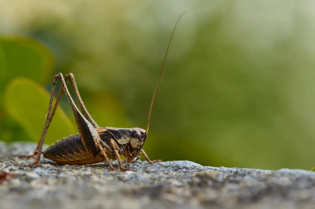 Decae la población mundial de insectos y está en peligro el 75% de los cultivos