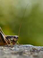 Decae la población mundial de insectos y está en peligro el 75% de los cultivos