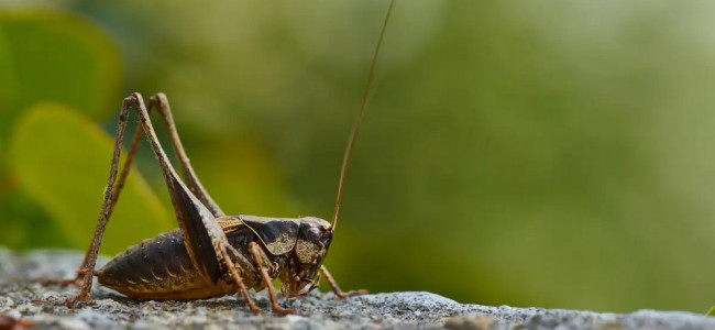 Decae la población mundial de insectos y está en peligro el 75% de los cultivos