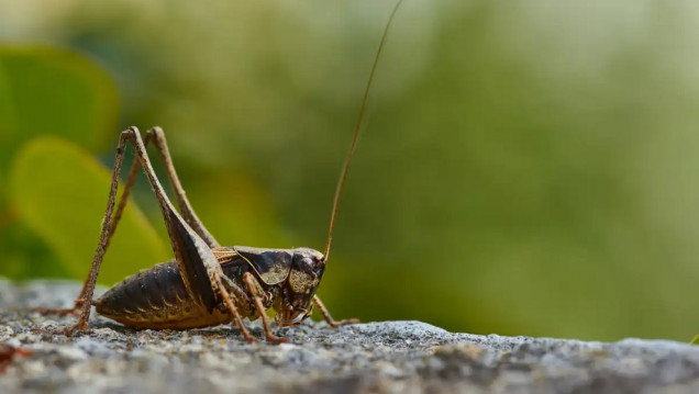 imagen Decae la población mundial de insectos y está en peligro el 75% de los cultivos