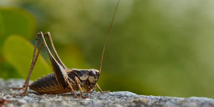 Decae la población mundial de insectos y está en peligro el 75% de los cultivos