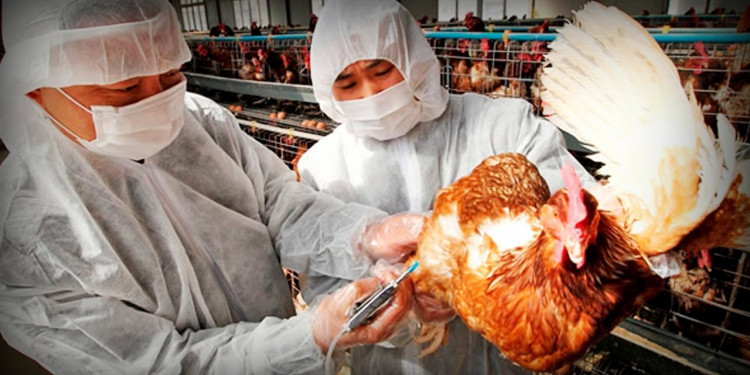 La OMS pide reforzar acciones ante gripe aviar por posible pandemia