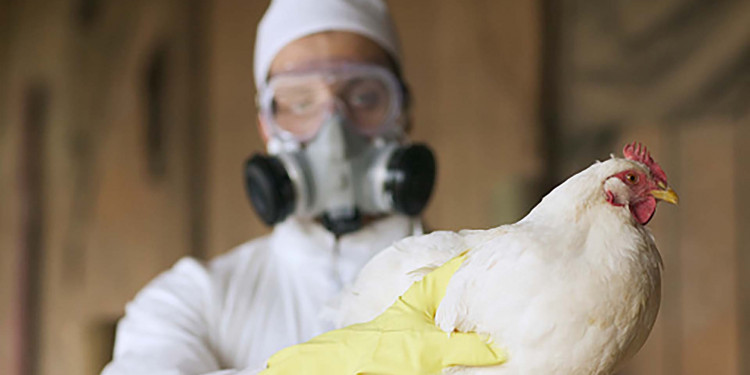 Confirman la detección de aves con gripe aviar en Argentina 