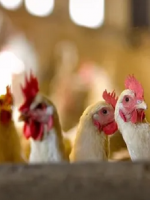 Detectan en China el primer caso de gripe aviar H10N3 en humanos