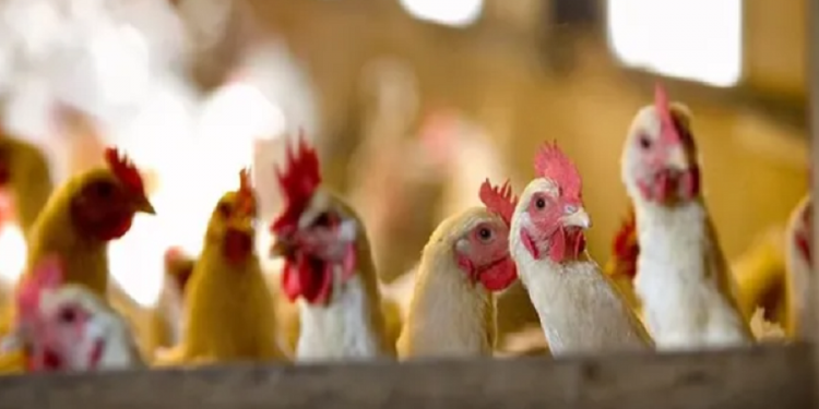 Detectan en China el primer caso de gripe aviar H10N3 en humanos
