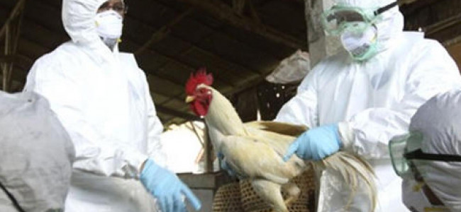 Qué tan peligrosa es la gripe aviar para los humanos y qué recaudos se deben tomar, según los expertos