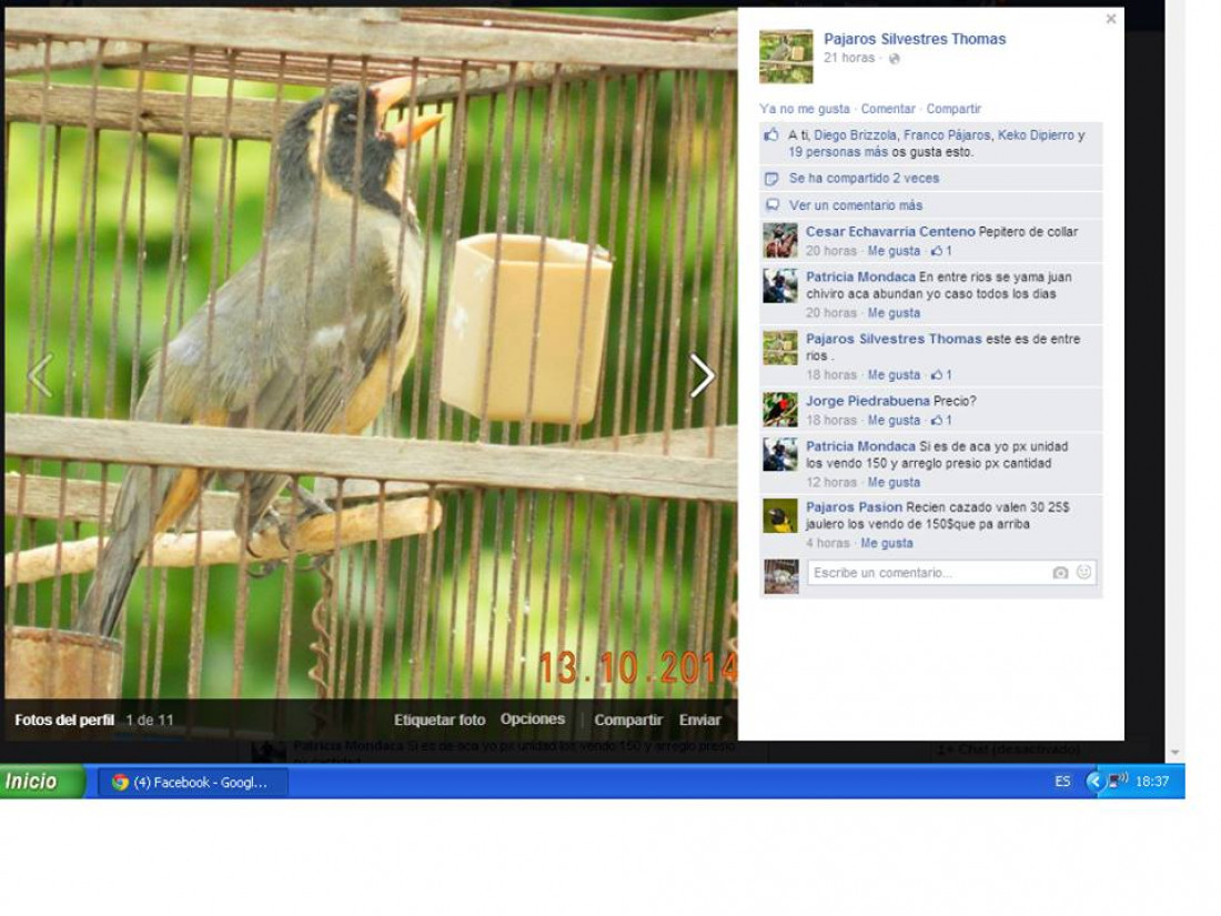 Tráfico de fauna: "Facebook se usa para delinquir"