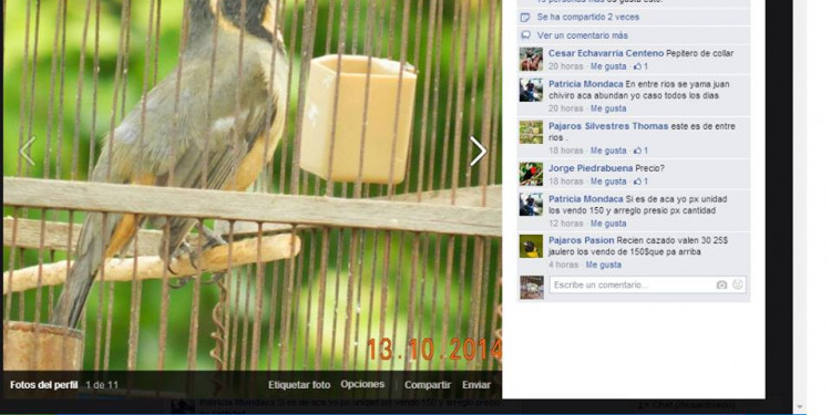 Tráfico de fauna: "Facebook se usa para delinquir"