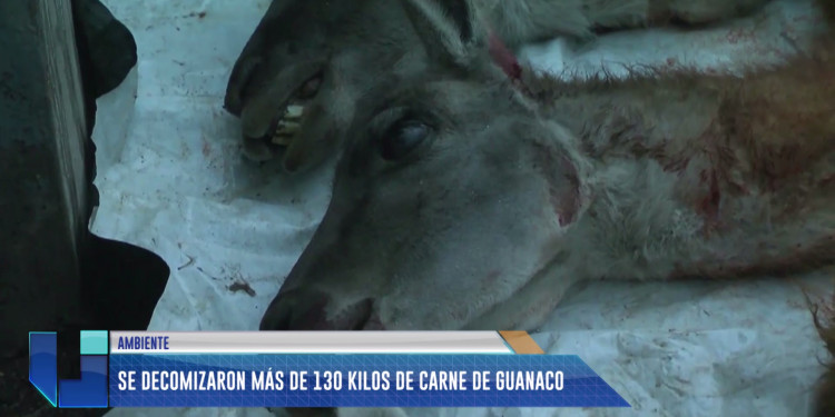 Cazadores furtivos: decomisaron 130 kilos de carne de guanaco