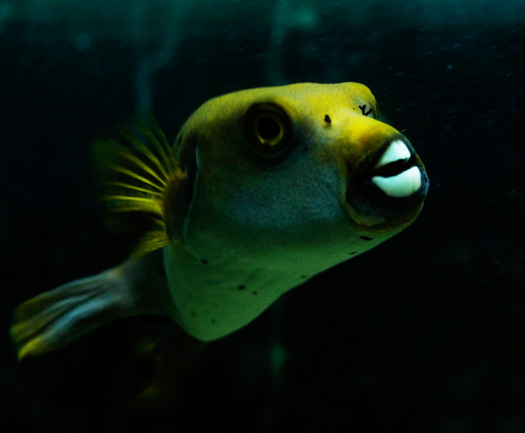 imagen El acuario de Mendoza es el más antiguo del país 