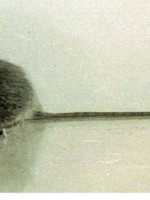 Hantavirus: La mujer pudo haberse contagiado en Mendoza