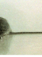 Hantavirus: La mujer pudo haberse contagiado en Mendoza