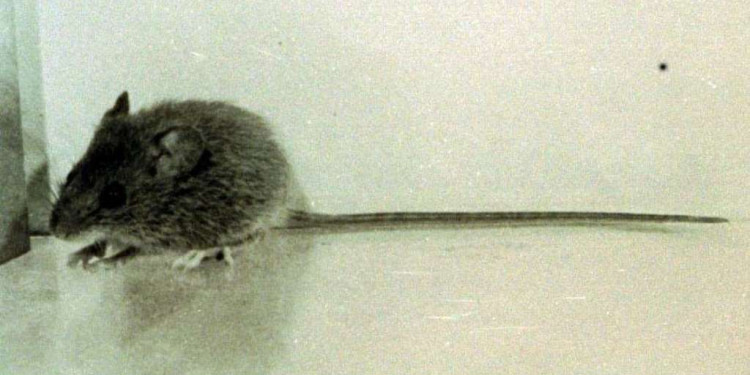 Hantavirus: La mujer pudo haberse contagiado en Mendoza