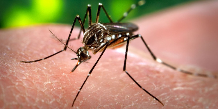 "No tenemos casos autóctonos de Zika en Mendoza"