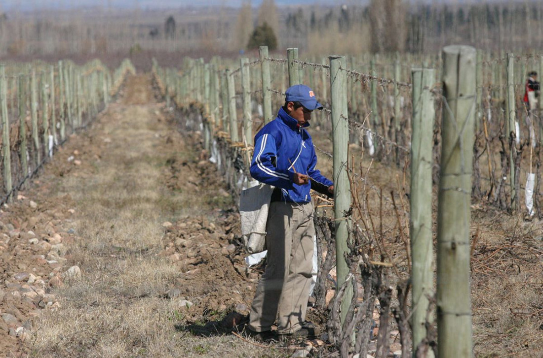 La Nación declaró el estado de emergencia agropecuaria en Mendoza por las heladas tardías