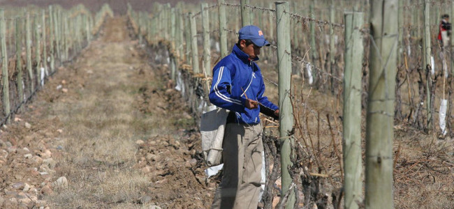 Massa anuncia en Mendoza medidas fiscales y crediticias para afrontar el daño por las heladas