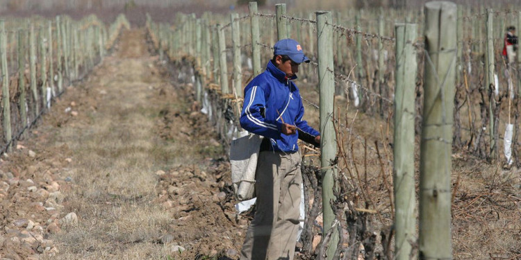 Massa anuncia en Mendoza medidas fiscales y crediticias para afrontar el daño por las heladas