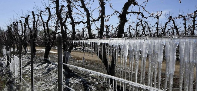Las heladas tardías provocaron severos daños en cultivos de Mendoza 