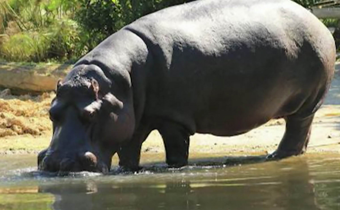 Murió, a los 40 años, la hipopótamo del Ecoparque