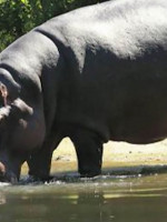 Murió, a los 40 años, la hipopótamo del Ecoparque