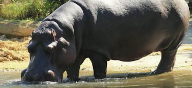 Murió, a los 40 años, la hipopótamo del Ecoparque