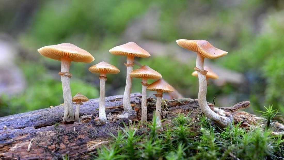 Cultivar hongos: descubrir un mundo con valor terapéutico y nutritivo