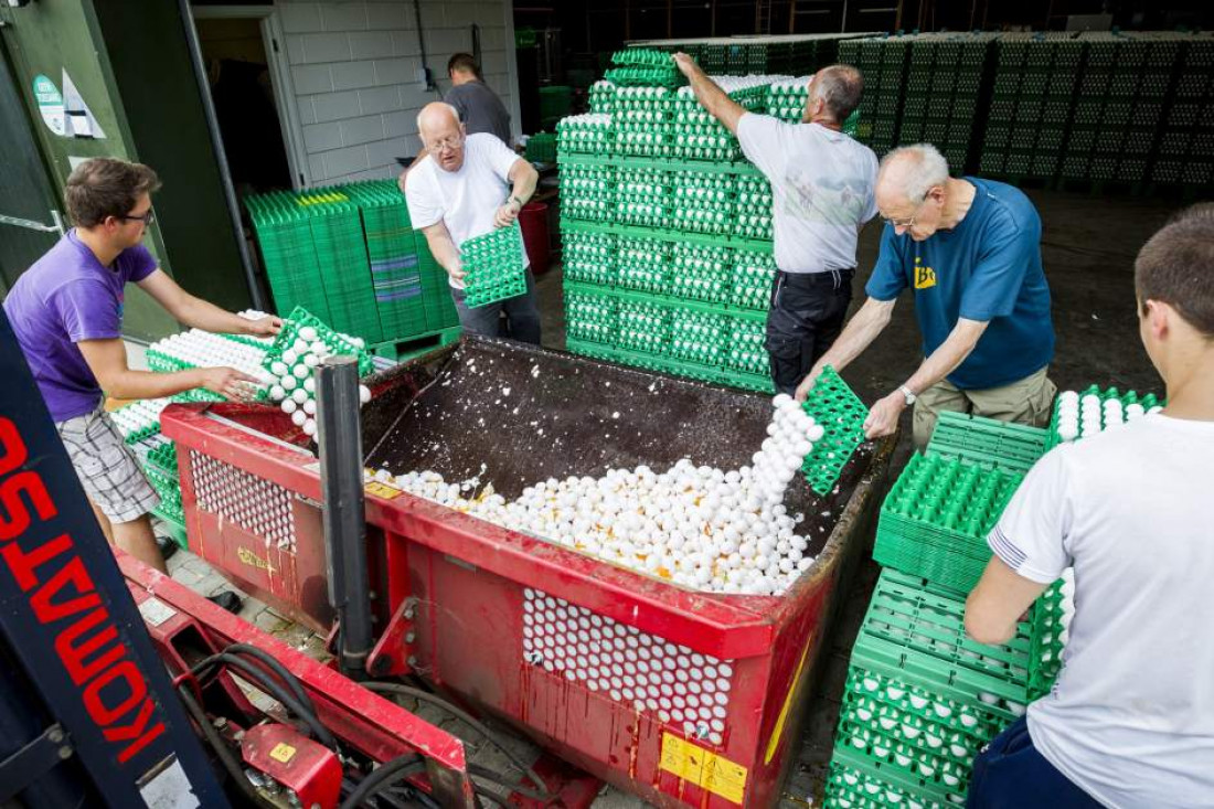 Ya son 17 los países europeos afectados por huevos contaminados con un insecticida