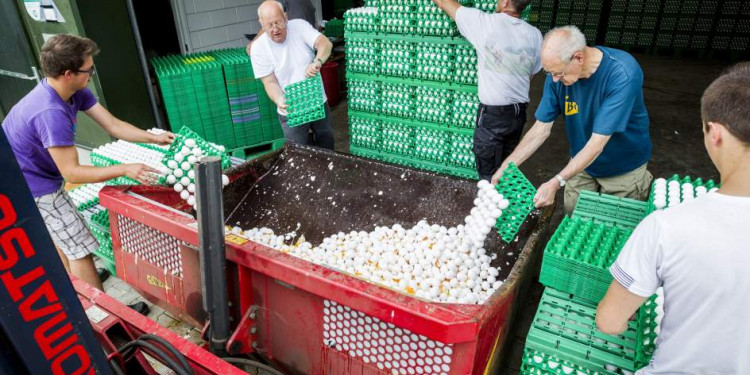 Ya son 17 los países europeos afectados por huevos contaminados con un insecticida