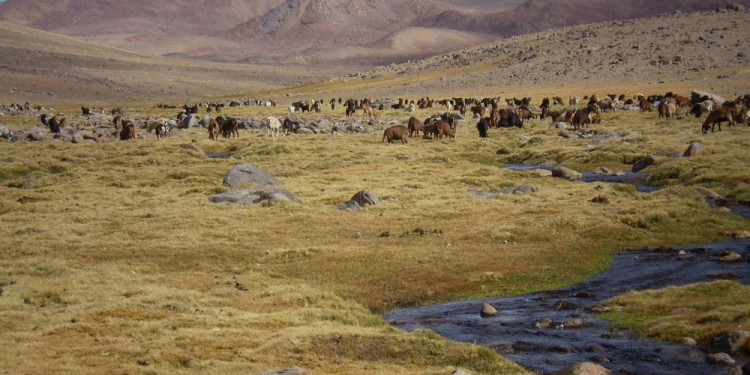 Elaboran guías de buenas prácticas para el manejo y cuidado de los humedales del país