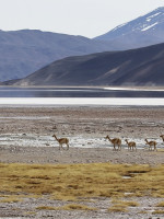 Advierten que más del 35% de los humedales del mundo desaparecieron en los últimos 50 años
