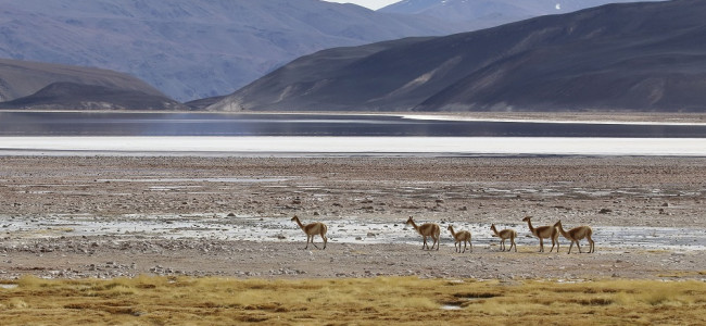 Advierten que más del 35% de los humedales del mundo desaparecieron en los últimos 50 años