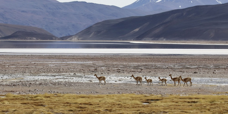 Advierten que más del 35% de los humedales del mundo desaparecieron en los últimos 50 años