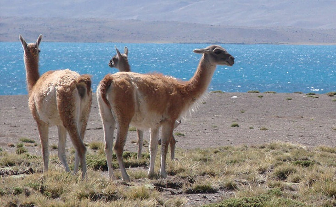 Aniversario del Iadiza: 50 años de investigaciones sobre la biodiversidad y los ecosistemas áridos