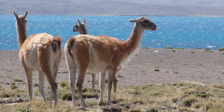 Aniversario del Iadiza: 50 años de investigaciones sobre la biodiversidad y los ecosistemas áridos