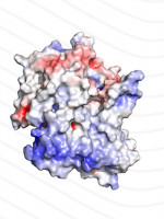 Hallazgo clave para el futuro tratamiento de pacientes con cáncer de tiroides